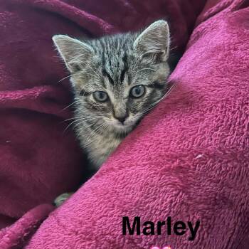 Marley -  Domestic Short Hair Cat for Adoption in Saint-jacques, Quebec - Marley | PetCurious