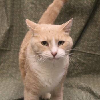 Richard -  Domestic Short Hair Cat for Adoption in Yucca Valley, California - Richard | PetCurious