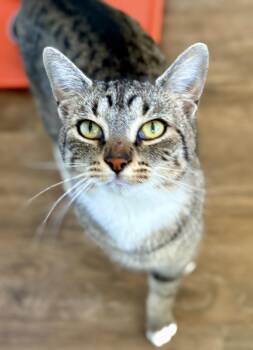 Rescue Tabby Cats for Adoption in Prescott, Arizona - MOMA | PetCurious