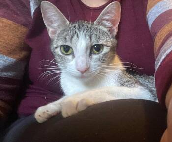 Domestic Short Hair Cats Available for Adoption in Crystal Lake, Illinois - Lucy  | PetCurious