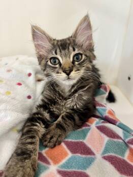 Mork -  Domestic Long Hair Cat for Adoption in Nashville, Tennessee - Mork | PetCurious