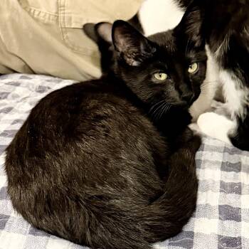 Entei -  Domestic Short Hair Cat for Adoption in Syracuse, New York - Entei | PetCurious