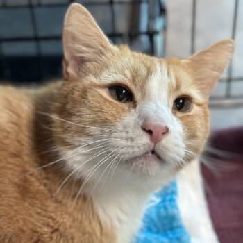 Shark -  Domestic Short Hair Cat for Adoption in Matteson, Illinois - Shark | PetCurious