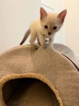 Little Bear Nugget -  Domestic Medium Hair and Siamese Cat for Adoption in Chandler, Arizona - Little Bear Nugget | PetCurious