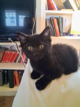 Rescue Domestic Medium Hair Cats for Adoption in Santa Cruz, California - Blackberry | PetCurious