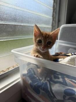Ollie -  Domestic Short Hair Cat for Adoption in Honolulu, Hawaii - Ollie | PetCurious