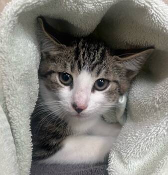 Rescue Domestic Short Hair Cats for Adoption in Honolulu, Hawaii - 59612227 | PetCurious