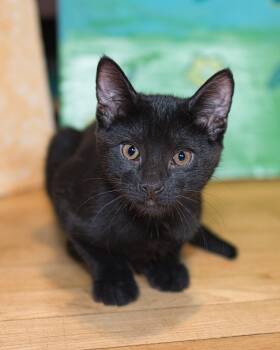 Reid -  Domestic Short Hair Cat for Adoption in New Berlin, Wisconsin - Reid | PetCurious