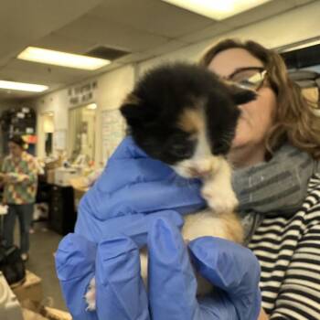 Domestic Short Hair Cats Available for Adoption in Los Angeles, California - Tinga | PetCurious