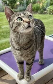 Adele -  Domestic Short Hair Cat for Adoption in Troy, Alabama - Adele | PetCurious