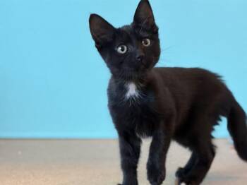 TOPSY -  Domestic Short Hair Cat for Adoption in Martinez, California - TOPSY | PetCurious