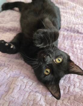 Rescue Domestic Short Hair Cats for Adoption in Salinas, California - Karl | PetCurious