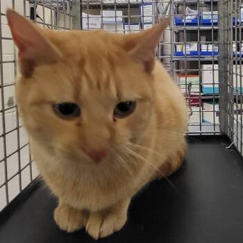 Domestic Short Hair Cats Available for Adoption - Melon | PetCurious