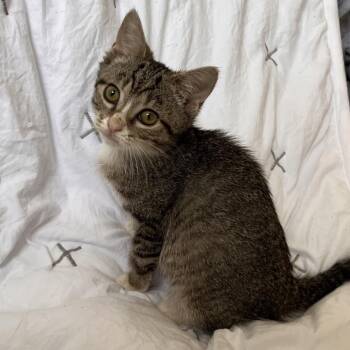 Kita -  Domestic Short Hair Cat for Adoption in Mt. Juliet, Tennessee - Kita | PetCurious