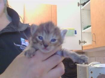 GINGER -  Domestic Medium Hair Cat for Adoption in Sacramento, California - GINGER | PetCurious