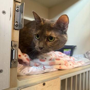 Domestic Short Hair Cats Available for Adoption - Lorelei | PetCurious