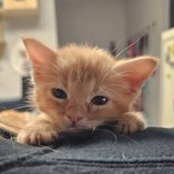 Elmer -  Domestic Short Hair Cat for Adoption in Morristown, Vermont - Elmer | PetCurious
