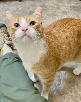 Goose -  Domestic Short Hair and Tabby Cat for Adoption in Fargo, North Dakota - Goose | PetCurious