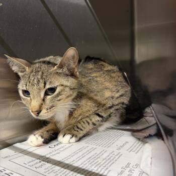 Domestic Short Hair Cats Available for Adoption in Pauls Valley, Oklahoma - Judith | PetCurious
