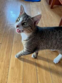 Rescue Tabby Cats for Adoption in Palisades Park, New Jersey - Tigress | PetCurious