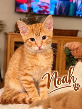 Noah -  Tabby Cat for Adoption in Wyandotte, Michigan - Noah | PetCurious
