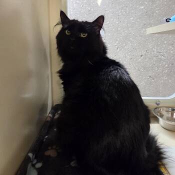 Domestic Medium Hair Cats Available for Adoption in Oak Brook, Illinois - Whiskey | PetCurious