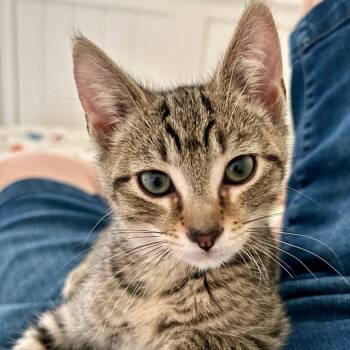 Ken -  Domestic Short Hair Cat for Adoption in New Albany, Ohio - Ken | PetCurious
