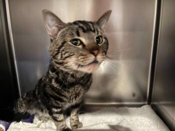 Domestic Short Hair Cats Available for Adoption - Summit | PetCurious