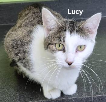 Domestic Short Hair Cats Available for Adoption - Lucy | PetCurious