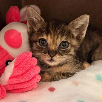 Eclair -  Domestic Short Hair Cat for Adoption in Pasadena, California - Eclair | PetCurious