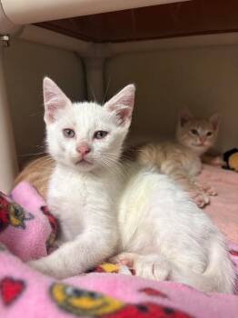 Packing Peanut -  Domestic Short Hair Cat for Adoption in Fort Collins, Colorado - Packing Peanut | PetCurious