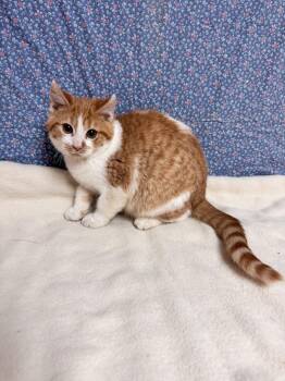 Sardine -  Domestic Short Hair Cat for Adoption in Waterloo, Iowa - Sardine | PetCurious