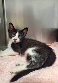 Domestic Short Hair Cats Available for Adoption - Kitkat | PetCurious