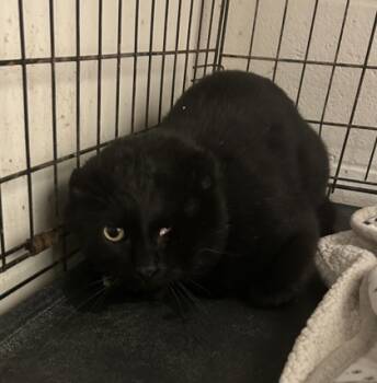 Rescue Domestic Short Hair Cats for Adoption in Anderson, Indiana - Nemo | PetCurious