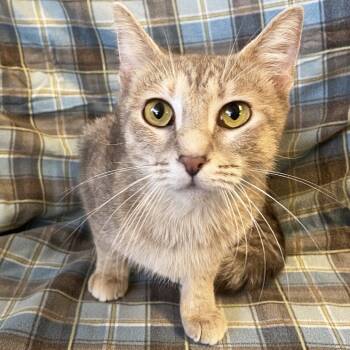 Rescue Domestic Short Hair Cats for Adoption in Mt. Juliet, Tennessee - Mama Tango | PetCurious