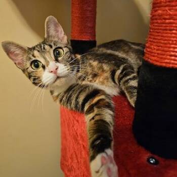 Wanda -  American Shorthair Cat for Adoption in Bethel, Connecticut - Wanda | PetCurious