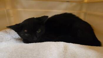 Rescue Domestic Short Hair Cats for Adoption in Camarillo, California - A873005 | PetCurious