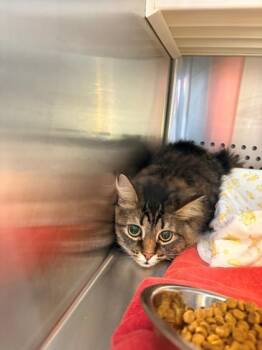 Radish -  Domestic Medium Hair and Domestic Short Hair Cat for Adoption in Kansas City, Missouri - Radish | PetCurious