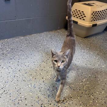 TUSC-Stray-85344 -  Domestic Short Hair Cat for Adoption in Tuscaloosa, Alabama - TUSC-Stray-85344 | PetCurious