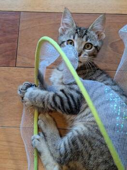 Yoda -  Tabby Cat for Adoption in Kennewick, Washington - Yoda | PetCurious