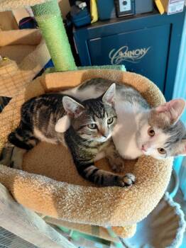Ash & Maddie -  Domestic Short Hair Cat for Adoption in Antioch, California - Ash & Maddie | PetCurious