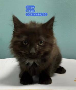 POGO -  Domestic Medium Hair Cat for Adoption in Holbrook, New York - POGO | PetCurious