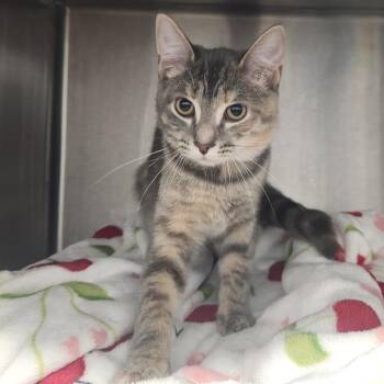 Oscar -  Domestic Short Hair Cat for Adoption in Fort Wayne, Indiana - Oscar | PetCurious
