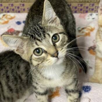 Mowgli -  Domestic Short Hair Cat for Adoption in Fort Worth, Texas - Mowgli | PetCurious