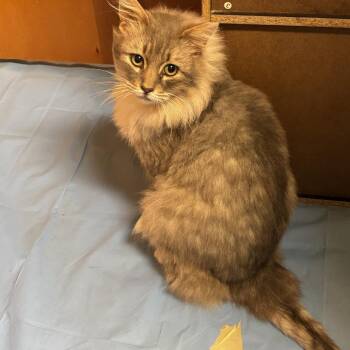 Domestic Medium Hair Cats Available for Adoption in Salt Lake City, Utah - Omar | PetCurious