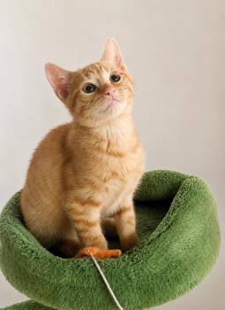 Buffalo -  Domestic Short Hair and Tabby Cat for Adoption in Homer Glen, Illinois - Buffalo | PetCurious