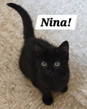 Nina -  Domestic Medium Hair and Bombay Cat for Adoption in San Antonio, Texas - Nina | PetCurious