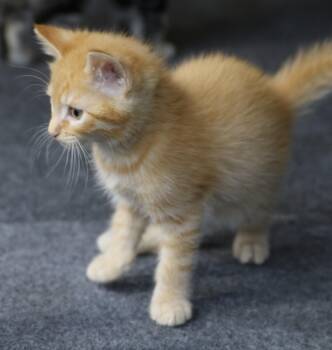 Lil Garfield -  Tabby Cat for Adoption in Cut Bank, Montana - Lil Garfield | PetCurious