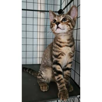 Pallet -  Domestic Short Hair Cat for Adoption in Stoughton, Wisconsin - Pallet | PetCurious