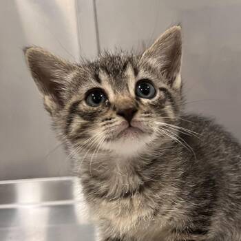 Katara -  Domestic Short Hair Cat for Adoption in Washburn, Missouri - Katara | PetCurious